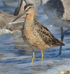 Limnodromus griseus caurinus