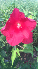 Hibiscus coccineus