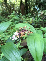 Maianthemum scilloideum