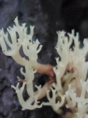 Clavariineae