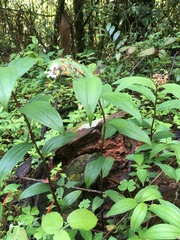 Maianthemum scilloideum