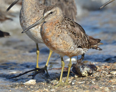 Limnodromus griseus caurinus