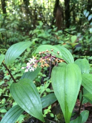 Maianthemum scilloideum