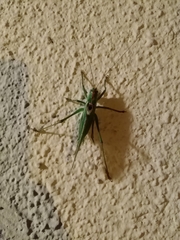 Tettigonia viridissima