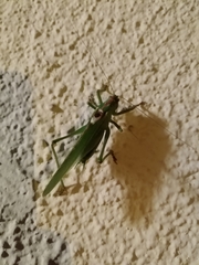 Tettigonia viridissima