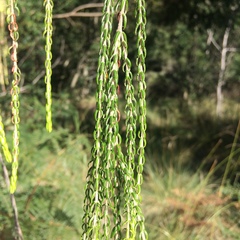 Passerina falcifolia