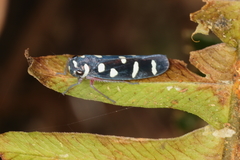 Amblyscartidia incredibilis