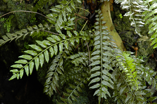 Lomariopsidaceae