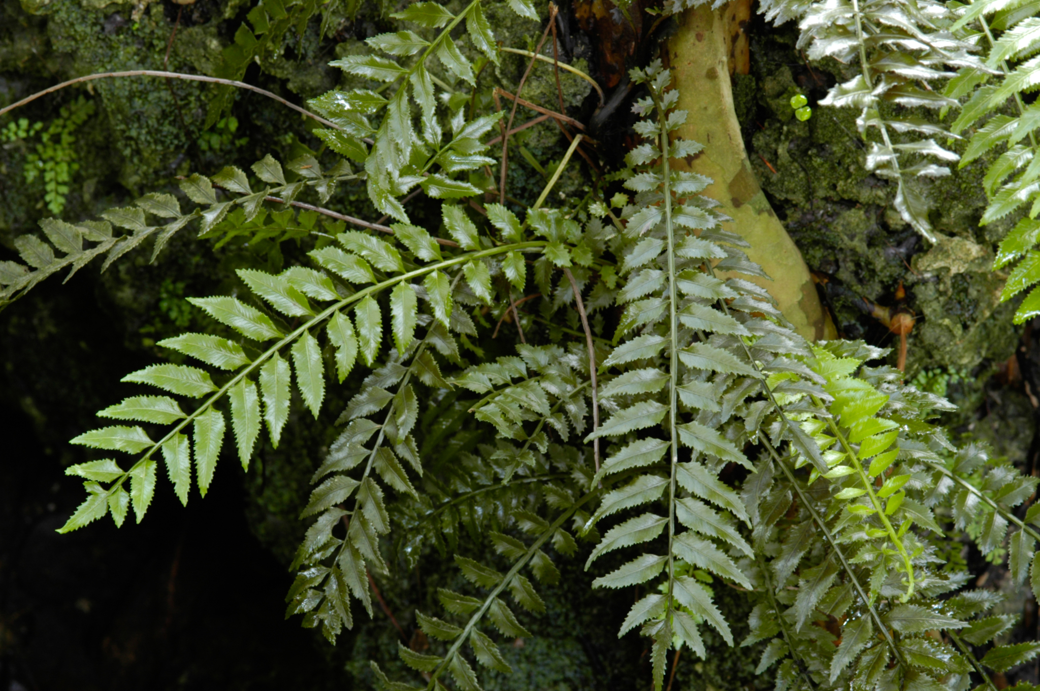 Lomariopsidaceae