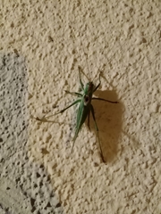 Tettigonia viridissima