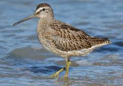 Limnodromus griseus caurinus