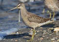 Limnodromus griseus caurinus