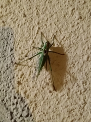 Tettigonia viridissima