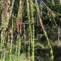 Passerina falcifolia
