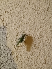 Tettigonia viridissima