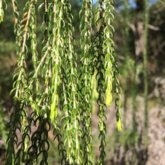 Passerina falcifolia