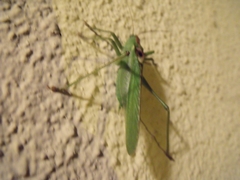 Tettigonia viridissima