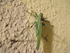Tettigonia viridissima