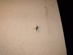 Tettigonia viridissima