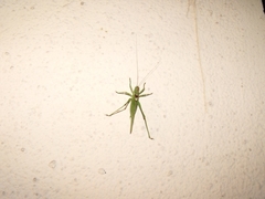 Tettigonia viridissima