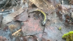 Ambystoma macrodactylum macrodactylum