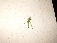 Tettigonia viridissima