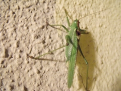 Tettigonia viridissima