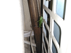 Tettigonia viridissima