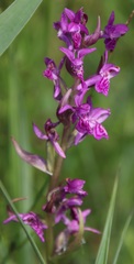 Dactylorhiza lapponica