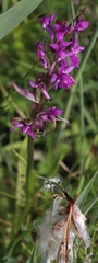 Dactylorhiza lapponica