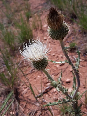 Cirsium canescens