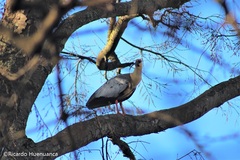 Theristicus melanopis