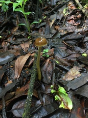 Hygrophorineae