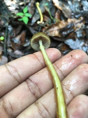 Hygrophorineae