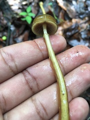 Hygrophorineae