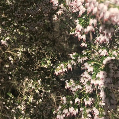 Erica orientalis