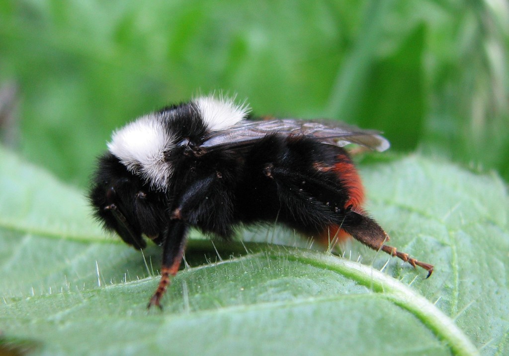 Bombus eriophorus