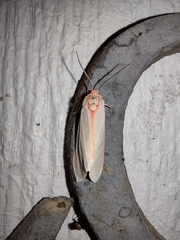Pygarctia spraguei