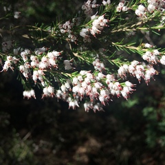 Erica orientalis