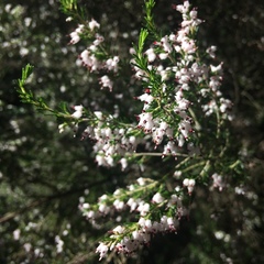 Erica orientalis