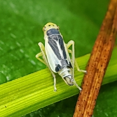 Evacanthus bellaustralis