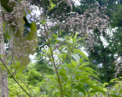 Vernonanthura patens