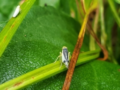 Evacanthus bellaustralis