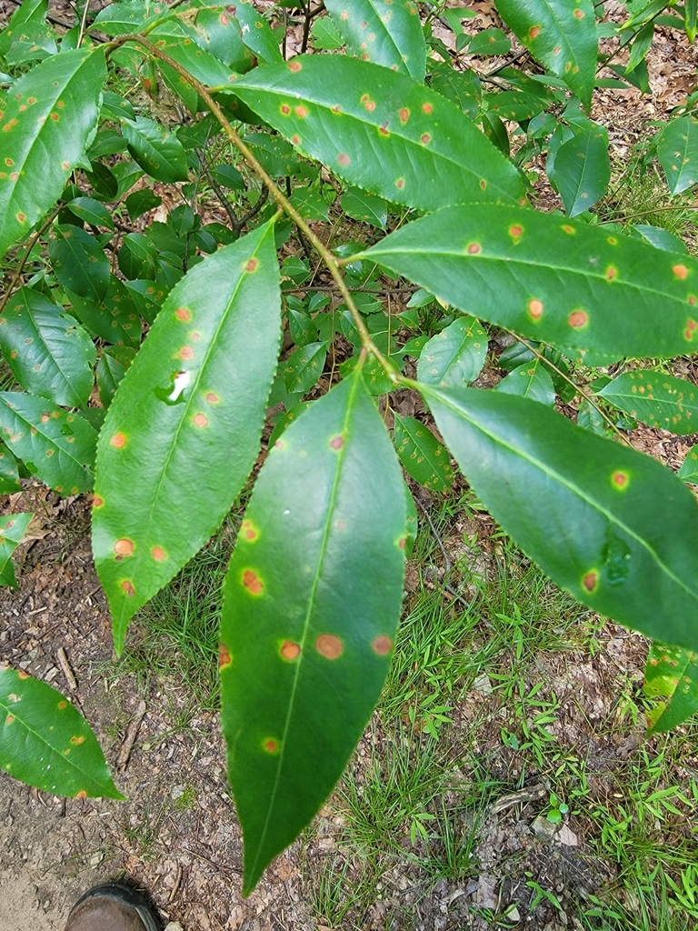 Cylindrosporiose du cerisier sur une plante