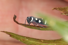 Amblyscartidia incredibilis