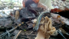 Ambystoma macrodactylum macrodactylum