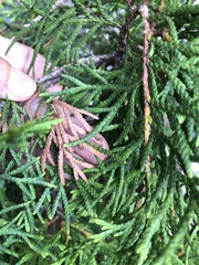 Pestalotiopsis funerea