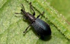 Perapion violaceum