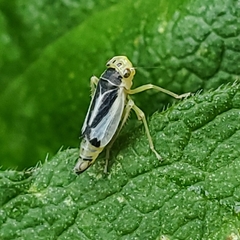 Evacanthus bellaustralis