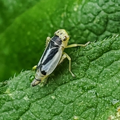 Evacanthus bellaustralis